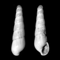 Eulimella cerullii 